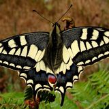 Хвостоносец махаон / Papilio machaon (Linnaeus, 1758)