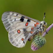 Аполлон обыкновенный / Parnassius apollo  — вид бабочки из Красной книги РФ