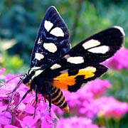 Мимевземия схожая / Mimeusemia persimilis — вид бабочки из Красной книги РФ