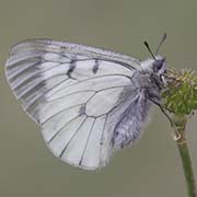 Мнемозина / Parnassius mnemosyne — вид бабочки из Красной книги РФ