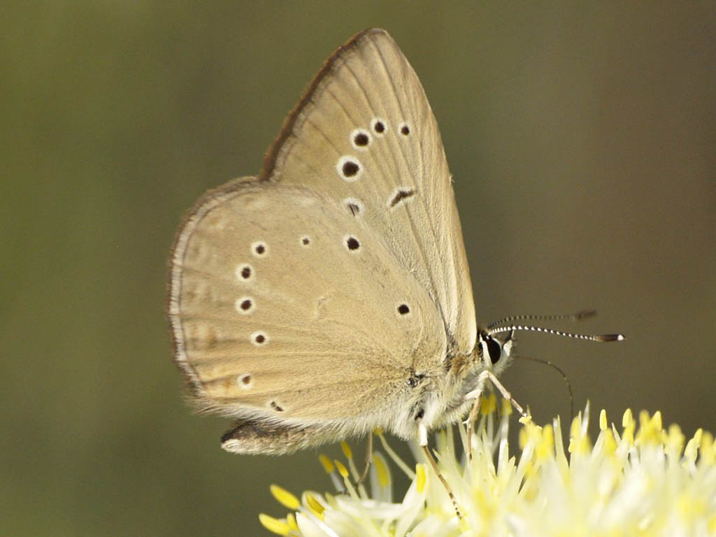 Голубянка Рипперта (Polyommatus ripartii)