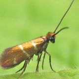 Моль зубатая полосатая — Micropterix aruncella (Scopoli, 1763)