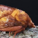 Коконопряд травяной — Euthrix potatoria (Linnaeus, 1758)