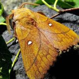 Коконопряд сливовый — Odonestis pruni (Linnaeus, 1758)