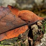 Коконопряд дуболистный / Gastropacha quercifolia (Linnaeus, 1758)