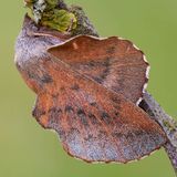 Коконопряд осиноволистный / Phyllodesma tremulifolia (Hubner, 1810)