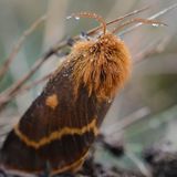 Коконопряд салатный — Lemonia dumi (Linnaeus, 1761)