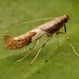 Моль тощая ивовая / Caloptilia stigmatella (Fabricius, 1781)