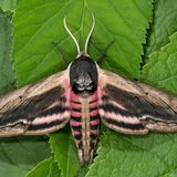 Бражник сиреневый — Sphinx ligustri (Linnaeus, 1758)