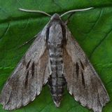 Бражник сосновый — Hyloicus pinastri (Linnaeus, 1758)