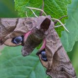 Бражник глазчатый — Smerinthus ocellata (Linnaeus, 1758)