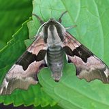 Бражник липовый / Mimas tiliae (Linnaeus, 1758)