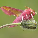 Бражник винный малый — Deilephila porcellus (Linnaeus, 1758)