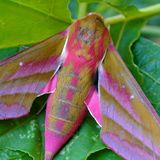 Бражник винный средний — Deilephila elpenor (Linnaeus, 1758)