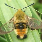 Шмелевидка скабиозовая — Hemaris tityus (Linnaeus, 1758)