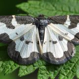 Пяденица каёмчатая — Lomaspilis marginata (Linnaeus, 1758)