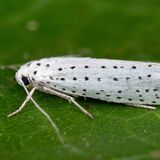 Моль горностаевая черёмуховая — Yponomeuta evonymella (Linnaeus, 1758)