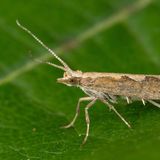 Моль капустная — Plutella xylostella (Linnaeus, 1758)