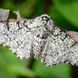 Пяденица берёзовая — Biston betularia (Linnaeus, 1758)