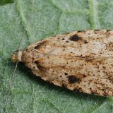 Моль плоская васильковая — Agonopterix arenella (Denis & Schiffermuller, 1775)