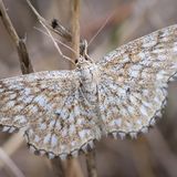 Пяденица малая мозаичная — Scopula tessellaria (Boisduval, 1840)