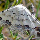 Пяденица малая красивая — Scopula decorata (Denis & Schiffermuller, 1775)