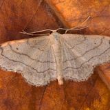 Пяденица малая дождевая — Idaea aversata (Linnaeus, 1758)