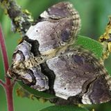 Пяденица шиповниковая / Anticlea derivata (Denis & Schiffermuller, 1775)