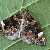 Пяденица острокрылая — Chloroclysta citrata (Linnaeus, 1761)