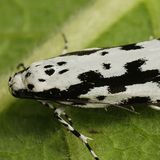 Моль черноточечная белая — Ethmia pusiella (Linnaeus, 1758)