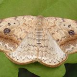 Серпокрылка берёзовая — Drepana falcataria (Linnaeus, 1758)