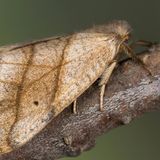 Серпокрылка «сухой лист» — Falcaria lacertinaria (Linnaeus, 1758)