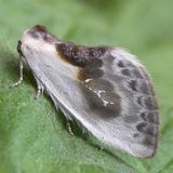 Тупокрылка белая — Cilix glaucata (Scopoli, 1763)