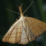 Вид: Совка-огнёвка скромная — Polypogon tentacularius (Linnaeus, 1758)