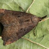 Усатка длиннощупиковая / Hypena rostralis (Linnaeus, 1758)