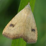 Совка малорослая — Rivula sericealis (Scopoli, 1763)