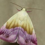Совка мелкая пурпурная / Eublemma purpurina (Denis & Schiffermuller, 1775)