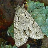 Стрельчатка пси — Acronicta psi (Linnaeus, 1758)