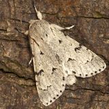 Стрельчатка зайчик — Acronicta leporina (Linnaeus, 1758)