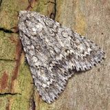 Стрельчатка кленовая — Acronicta aceris (Linnaeus, 1758)