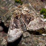 Совка-шелкопряд орешниковая / Colocasia coryli (Linnaeus, 1758)