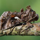 Металловидка мандарина — Autographa mandarina (Freyer, 1845)