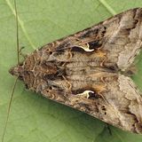 Металловидка гамма — Autographa gamma (Linnaeus, 1758)