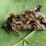 Металловидка v-золотое / Autographa pulchrina (Haworth, 1809)