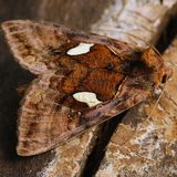 Металловидка замечательная — Autographa excelsa (Kretschmar, 1862)