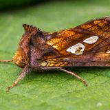 Металловидка злаковая / Plusia festucae (Linnaeus, 1758)