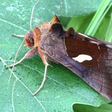 Металловидка красно-бурая — Autographa bractea (Denis & Schiffermuller, 1775)