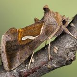 Металловидка капля / Macdunnoughia confusa (Stephens, 1850)