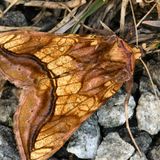 Металловидка золочёная / Panchrysia deaurata (Esper, 1787)