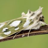 Капюшонница серебристопятнистая — Cucullia argentea (Hufnagel, 1766)